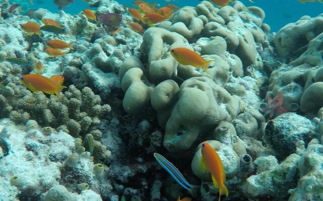 Coco Cottage - Local Style Maldives