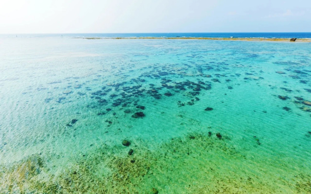 Blue Steak Wonder Senaha