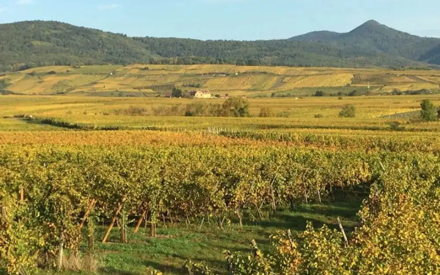 Gîtes Au Domaine Greiner