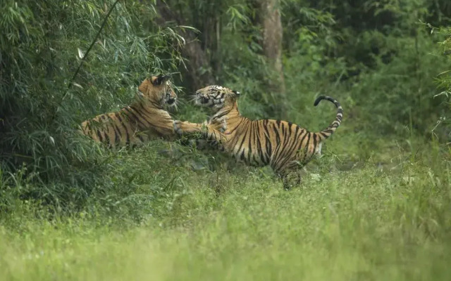 The Tiger Valley Resort