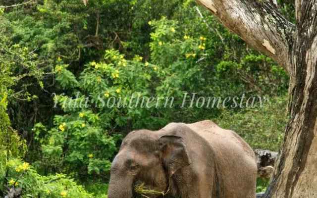 Yala Southern Homestay