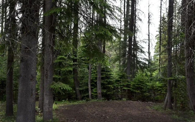 Tamarack 3 Bears Inn