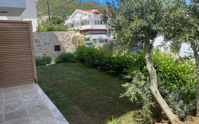 Olives Tree