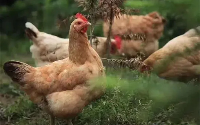 Tiantai Feitou Chalet