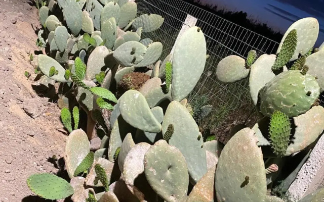 Verde Oliva Residence