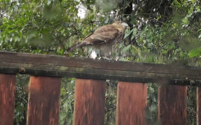 Cabain Radal in Coñaripe