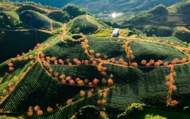 Sapa Dao Homestay