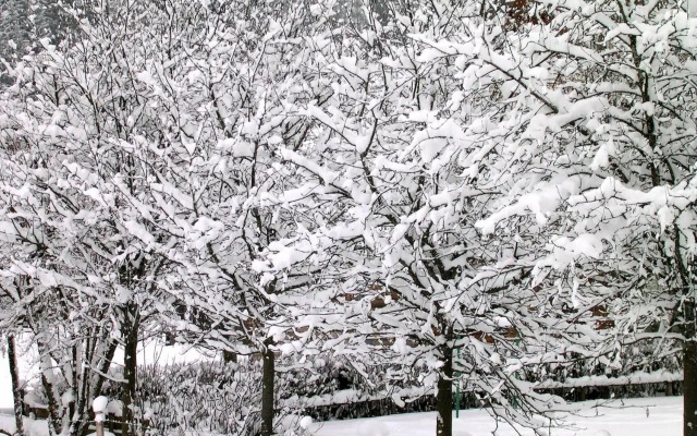 Appartements Domizil