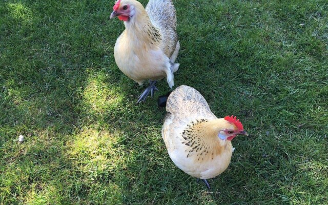 Kleine-feine-Ferienwohnung