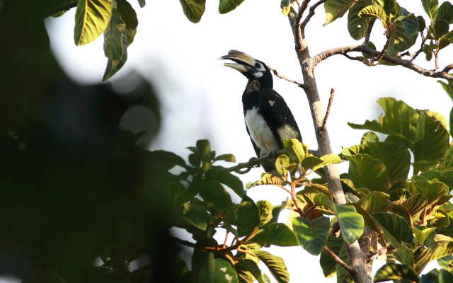 Ambong Rainforest Retreat