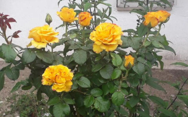 Plitzner Belvárosi Apartmanház