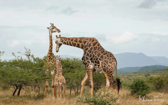 Rhino Ridge Safari Lodge