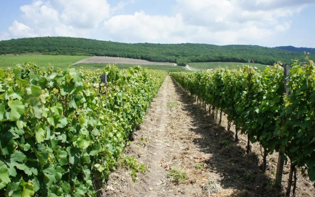 Mini Hotel Vinoterriia