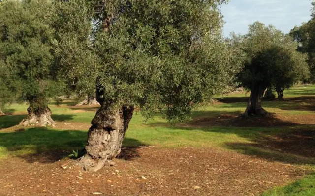 Appartamento in Ostuni
