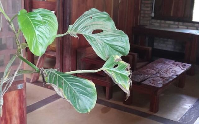 Casa de los Micos Leticia