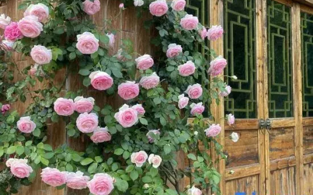 Yueziju Homestay