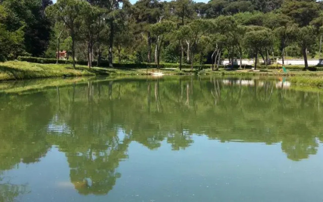 The Frogs and Company