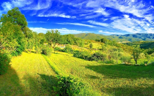 Wild boar mountain