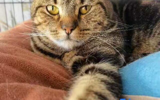 Shengsi Wolfberry Island Occasion Inn