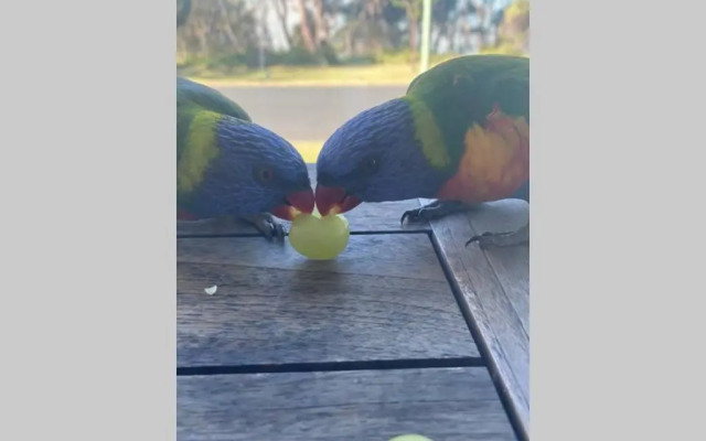 Just A Mellow Surf Escape @ Seaside, Dolphin Point