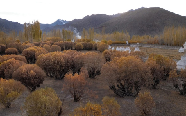 The Postcard in The Himalayan Willows