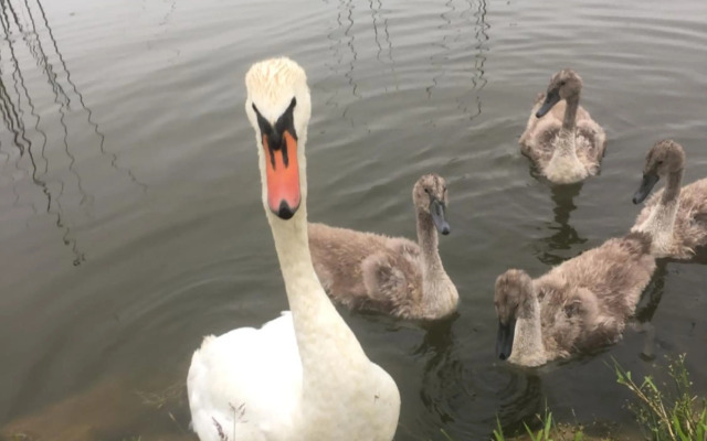Penzion U Lucerny s malou farmičkou
