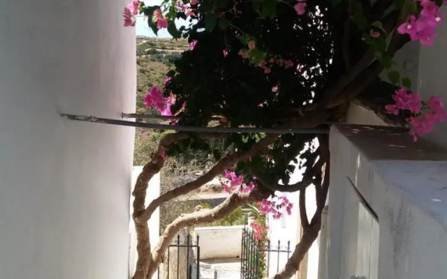 The large bougainvillea house