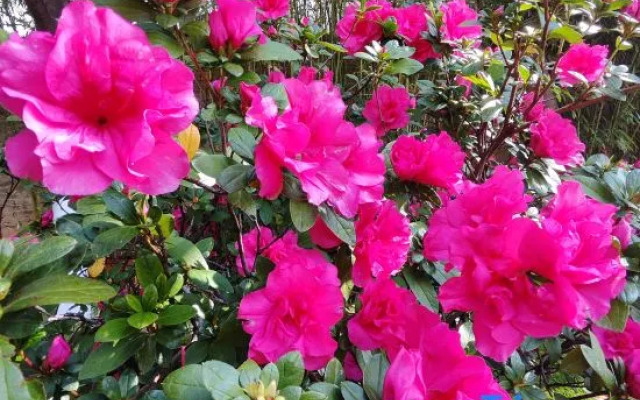 Yunnan Zhenzhuang Guest House