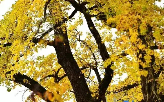 Hangzhou Linan Old Maple Tree Valley-view Hostel