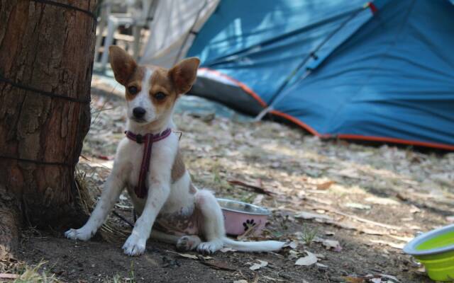 Village Camping Fico d'India