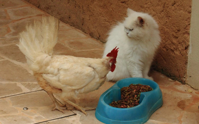 Petit Hotel Es Figueral