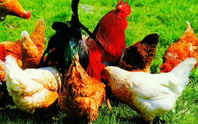 Landpension Haus Ruth