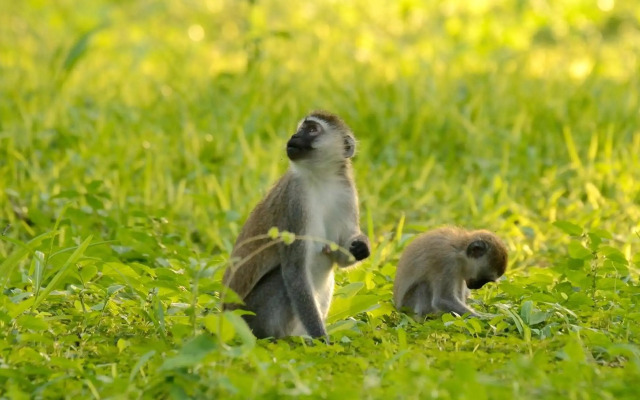 Migunga Tented Camp