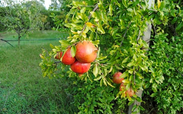 B&B Arenosu25 (Adults Only)