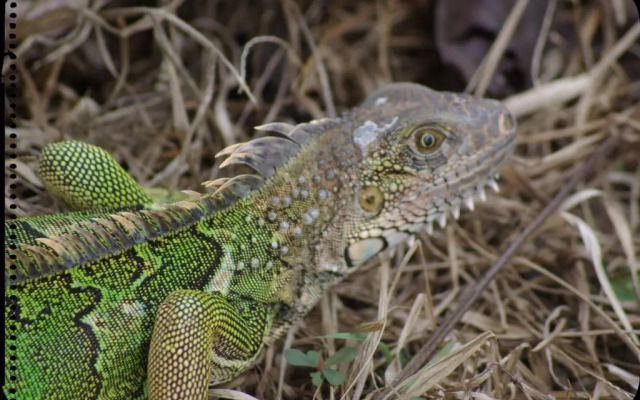 Palapa Hut Hostel & Camping