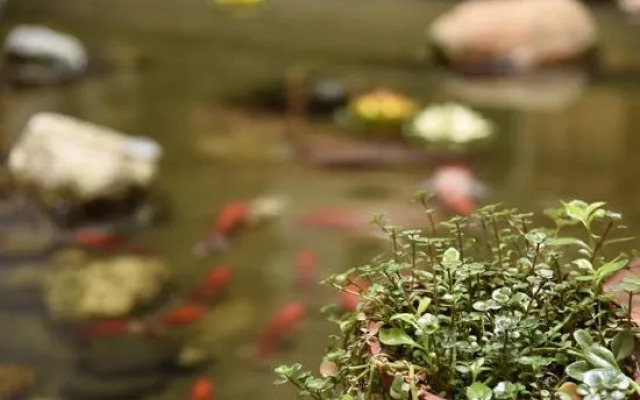 Huangshan Qingsong Boutique Hotel (Huangshan Scenic Area South Gate)