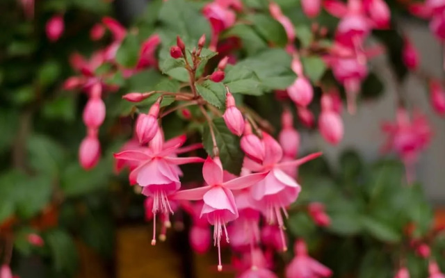 Ecohotel Pinohermoso