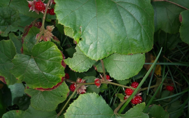 農家民宿 山いちご