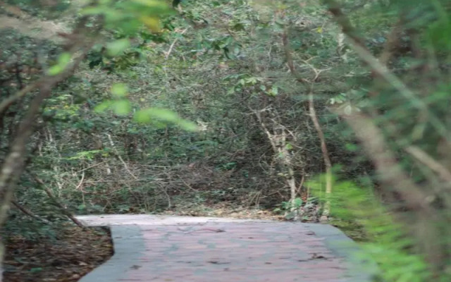 Vên Vên Hồ Cốc