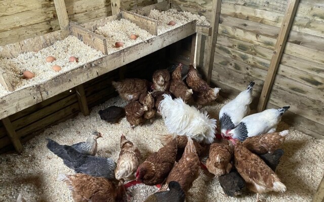 Swift Vogue Edition Caravan