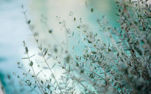 Hotel Casa Peya - Adults Only