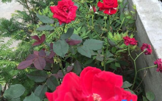 Yongtai Tengyun Farm