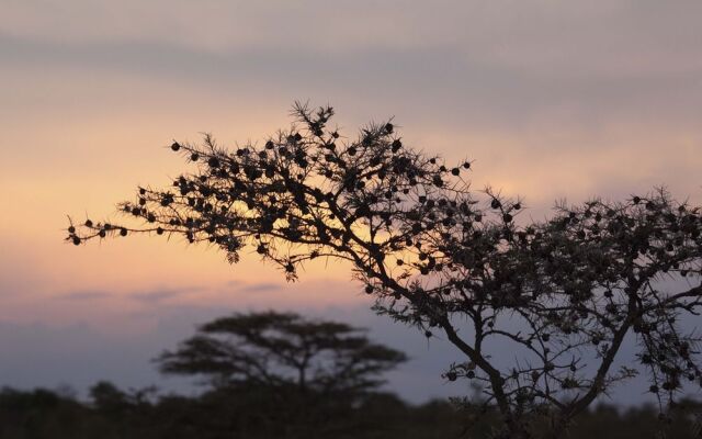Naboisho Camp - All Inclusive