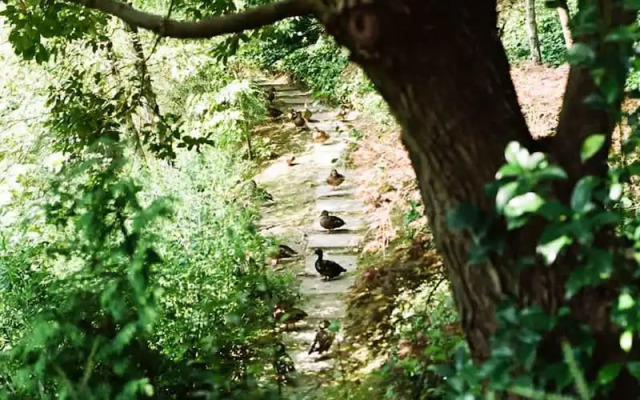 Tranquil 1BR Villa in Revislate