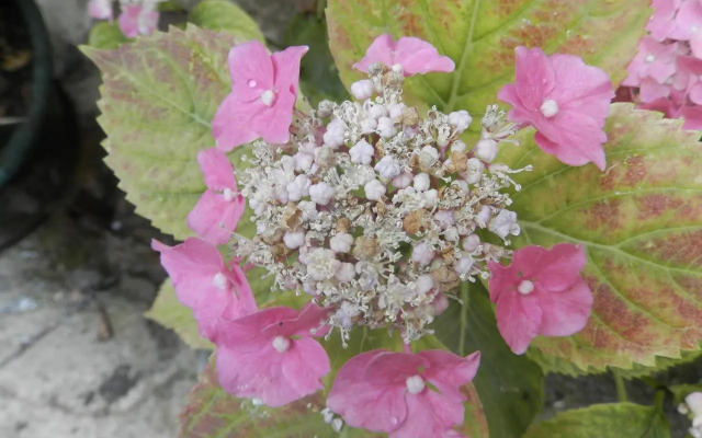Residenza di Paese Castello del Poggio
