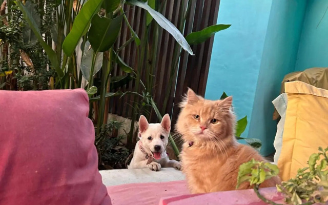 Shalana Homestay- formerly Teka Teki House