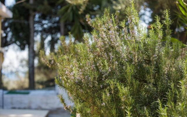 Olive Grove Poolside Apartments