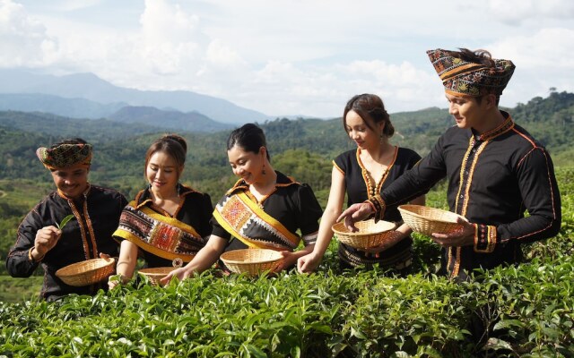 Sabah Tea Garden