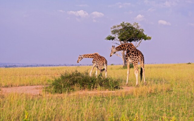 Tilenga Safari Lodge