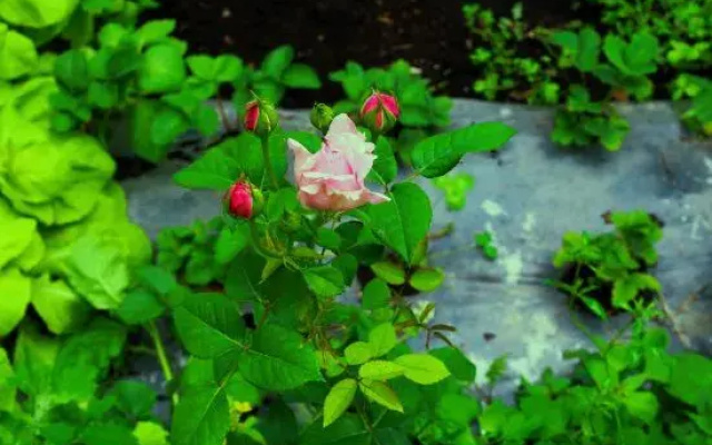 Nala Jacquard Garden Homestay